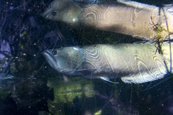 Osteoglossum Bicirrhosum Silver Arowana Dalam Akuarium Foto Berkualitas Tinggi — Stok Foto