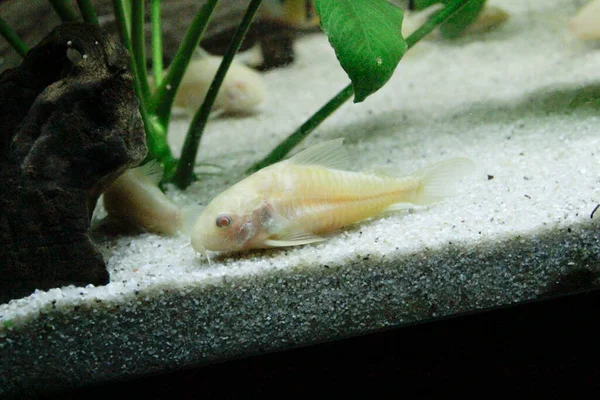 Güzel albino corydoras Corydoras akvaryumda bronz aeneus tatlı su balığı. Yüksek kalite fotoğraf