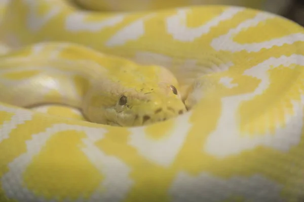 Hint Albino Molumolurus Pitonu Teraryumda Yüksek Kalite Fotoğraf — Stok fotoğraf