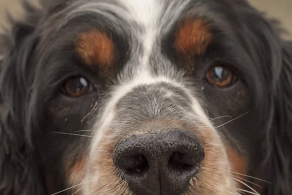 Porträt Eines Schwarz Orangen Und Weißen Springer Spaniel Hundes Hochwertiges — Stockfoto