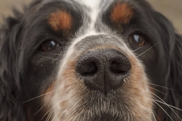 Siyah turuncu ve beyaz spanyel köpek portresi. Yüksek kalite fotoğraf