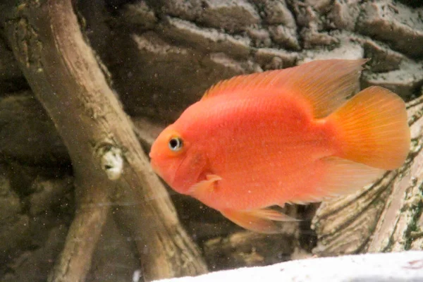 Papagaio Híbrido Vermelho Cichlid Aquário Foto Alta Qualidade — Fotografia de Stock