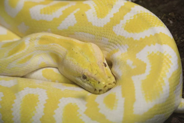 Pitone Moluro Albino Indiano Terrario Foto Alta Qualità — Foto Stock