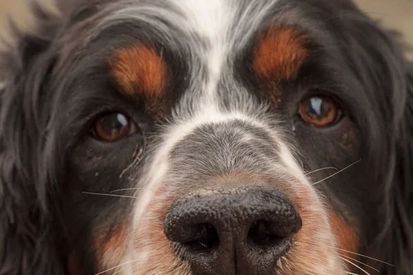 Portrait Black Orange White Springer Spaniel Dog High Quality Photo — Stock Photo, Image