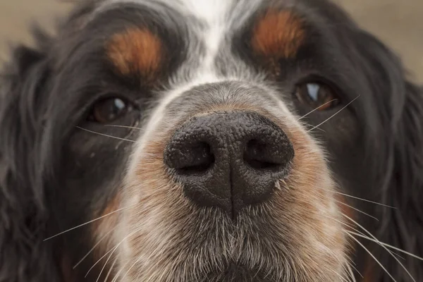 Portrait Black Orange White Springer Spaniel Dog High Quality Photo — Stock Photo, Image