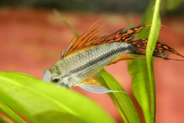 Apistogramma Cacatuoides Orange Aquarium Photo Haute Qualité — Photo