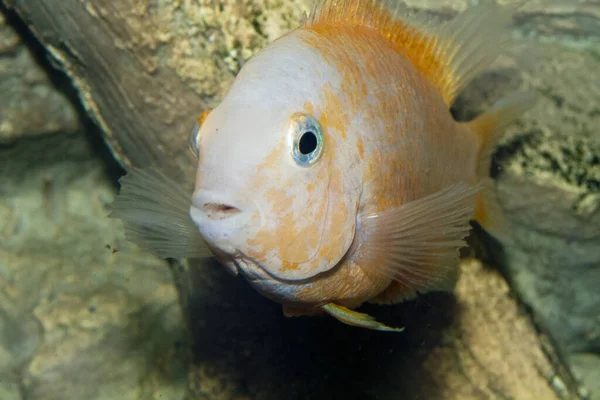 Albínó Amatitlania Nthe Fasciata Afrikai Sügér Akváriumban Kiváló Minőségű Fénykép — Stock Fotó