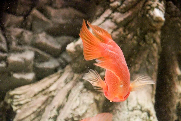 Kırmızı Melez Papağan Cichlid Akvaryumda Yüksek Kalite Fotoğraf — Stok fotoğraf