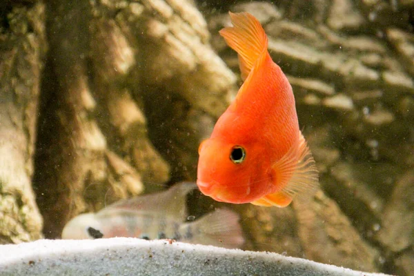 Loro Híbrido Rojo Cichlid Acuario Foto Alta Calidad — Foto de Stock