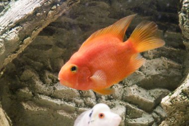 Kırmızı Melez Papağan Cichlid akvaryumda. Yüksek kalite fotoğraf