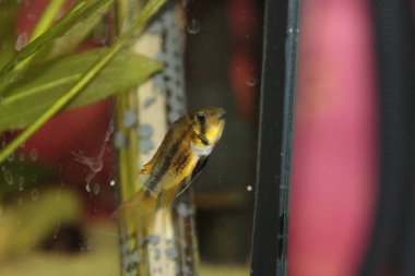 Akvaryumda apistogramma cacatuoides portakalı. Yüksek kalite fotoğraf