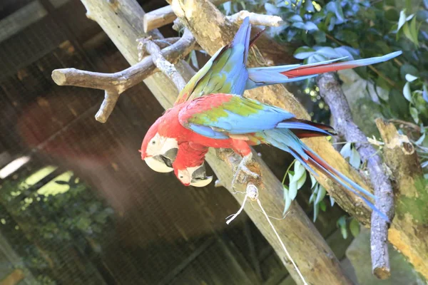 Hermoso Ejemplar Loro Ara Chloropterus Aviario Foto Alta Calidad —  Fotos de Stock