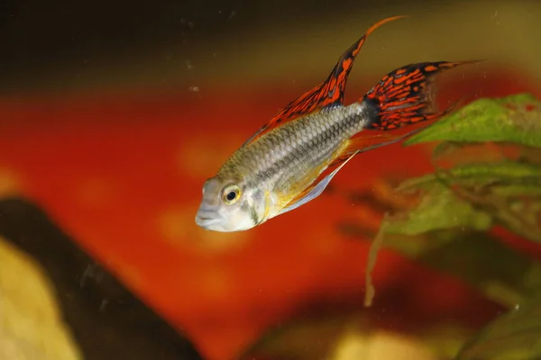 Akvaryumda Apistogramma Cacatuoides Portakalı Yüksek Kalite Fotoğraf — Stok fotoğraf