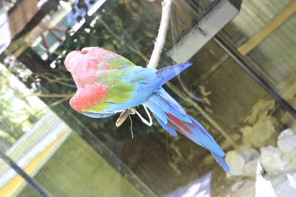 美しい標本Parrot Ara Chroopterus Aviari 高品質の写真 — ストック写真