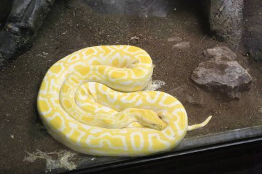  Hint albino molumolurus pitonu teraryumda. Yüksek kalite fotoğraf