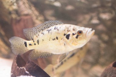 Jaguar cichlid nandopsis managuense malawi afrika cichlid akvaryumda. Yüksek kalite fotoğraf