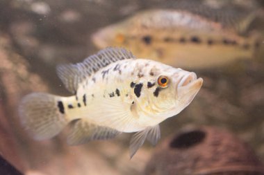 Jaguar cichlid nandopsis managuense malawi afrika cichlid akvaryumda. Yüksek kalite fotoğraf