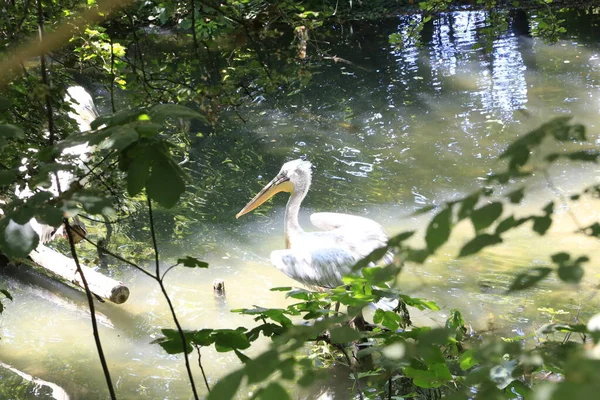 Pelikan Künstlichen Teich Hochwertiges Foto — Stockfoto