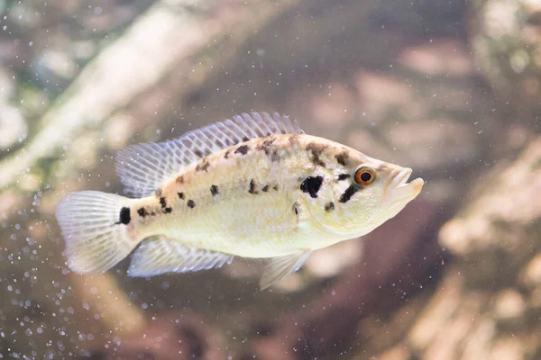 Jaguar Cichlid Nandopsis Managuense Malawi Afrikai Sügér Akváriumban Kiváló Minőségű — Stock Fotó