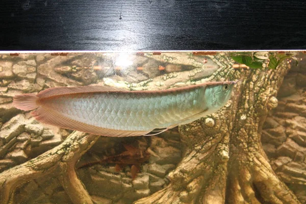 Akvaryumdaki Osteoglossum Bisiroz Gümüş Arowana Yüksek Kalite Fotoğraf — Stok fotoğraf