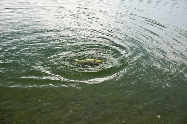 Lago Pesca Sportiva Italia Sotto Temporale Foto Alta Qualità — Foto Stock