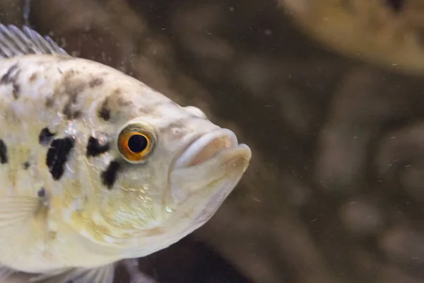 Jaguar Cichlid Nandopsis Managuense Malawi Afrikai Sügér Akváriumban Kiváló Minőségű — Stock Fotó