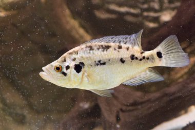 Jaguar cichlid nandopsis managuense malawi afrika cichlid akvaryumda. Yüksek kalite fotoğraf