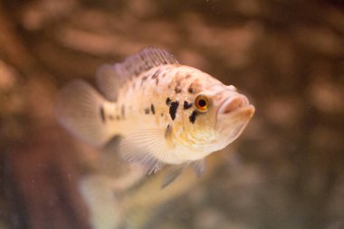 Jaguar cichlid nandopsis managuense malawi afrika cichlid akvaryumda. Yüksek kalite fotoğraf