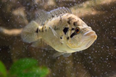 Jaguar cichlid nandopsis managuense malawi afrika cichlid akvaryumda. Yüksek kalite fotoğraf