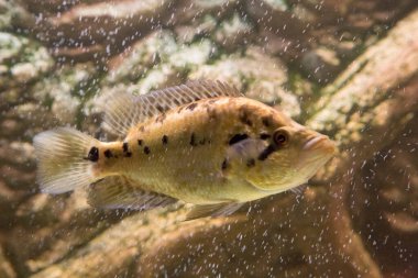 Jaguar cichlid nandopsis managuense malawi afrika cichlid akvaryumda. Yüksek kalite fotoğraf