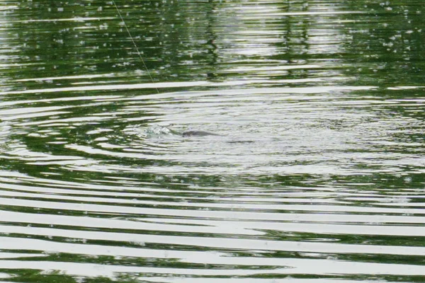 在雷雨中在意大利的钓鱼湖中钓鱼 高质量的照片 — 图库照片