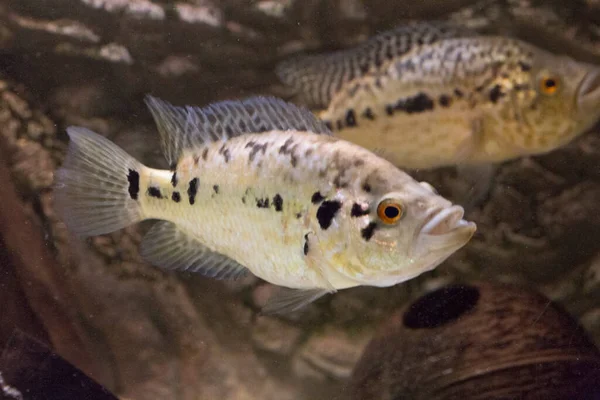 Jaguar Cichlid Nandopsis Managuense Malawi Afrikai Sügér Akváriumban Kiváló Minőségű — Stock Fotó