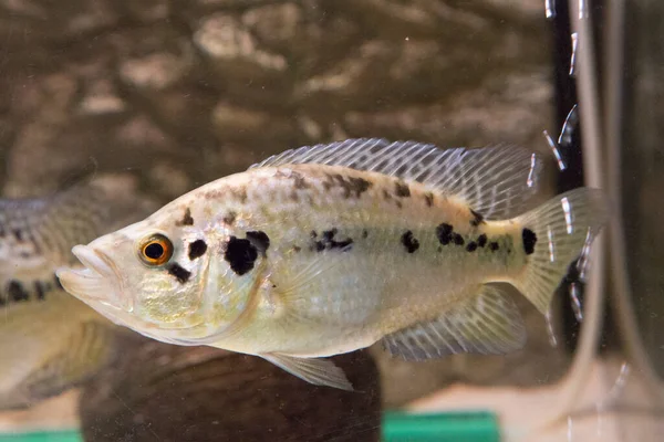 Jaguar Cichlid Nandopsis Managuense Malawi Afrikai Sügér Akváriumban Kiváló Minőségű — Stock Fotó