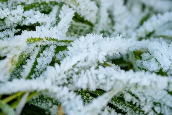 Hojas Con Hielo Heladas Amanecer Foto Alta Calidad — Foto de Stock