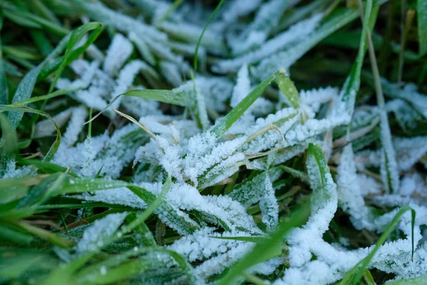 Bladeren Met Ijs Vorst Bij Dageraad Hoge Kwaliteit Foto — Stockfoto