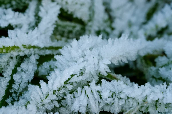 Feuilles Avec Glace Givre Aube Photo Haute Qualité — Photo