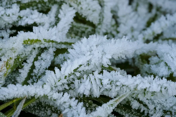 Folhas Com Gelo Geada Amanhecer Foto Alta Qualidade — Fotografia de Stock