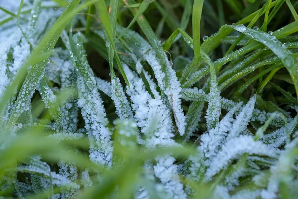 Foglie Con Ghiaccio Gelo All Alba Foto Alta Qualità — Foto Stock