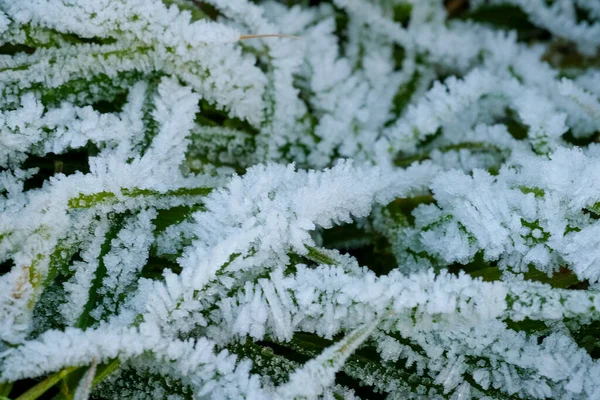 Folhas Com Gelo Geada Amanhecer Foto Alta Qualidade — Fotografia de Stock