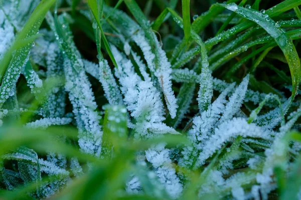 Hojas Con Hielo Heladas Amanecer Foto Alta Calidad — Foto de Stock