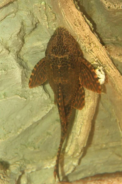 Plecostomus Poissons Fond Dans Aquarium Avec Crête Photo Haute Qualité — Photo