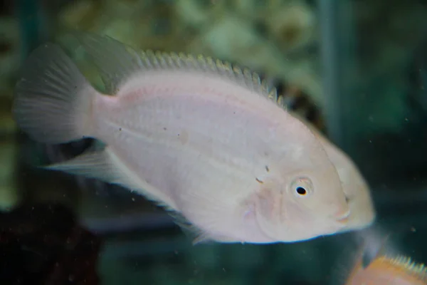 Albino Amatitlania Nigrofasciata African Cichlid Aquarium High Quality Photo — Stock Photo, Image