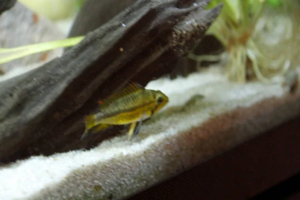 Apistogramma Kakatuoidy Pomarańczowe Akwarium Wysokiej Jakości Zdjęcie — Zdjęcie stockowe