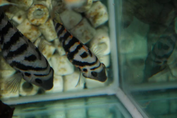 학명은 Amatitlania Nigrofasciata African Cichlid Aquarium 고품질 — 스톡 사진