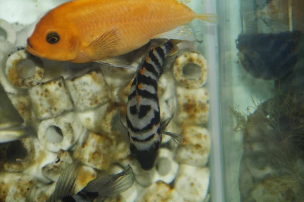 Amatitlania Nigrofasciata African Cichlid Аквакультуре Высокое Качество Фото — стоковое фото