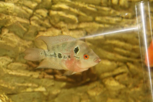 Schönes Süßwasserblumenhorn Aquarium Hochwertiges Foto — Stockfoto