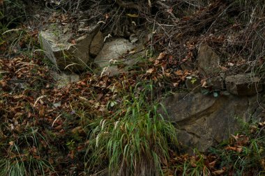 İtalya 'da apennine dağ yolunda kayalar ve meşe yaprakları. Yüksek kalite fotoğraf