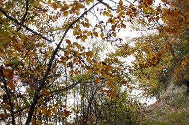 İtalya 'da apennine dağ yolunda kayalar ve meşe yaprakları. Yüksek kalite fotoğraf
