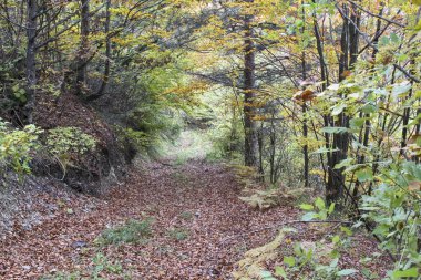 İtalya 'da apennine dağ yolunda kayalar ve meşe yaprakları. Yüksek kalite fotoğraf