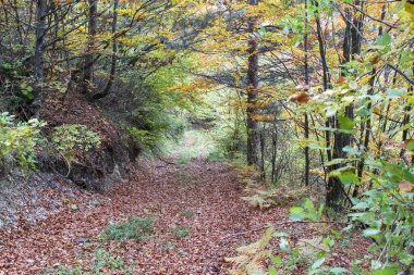 İtalya 'da apennine dağ yolunda kayalar ve meşe yaprakları. Yüksek kalite fotoğraf